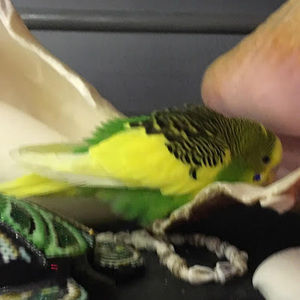 Meet your Posher, Abigail